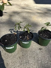 Crossvine Bignonia Flowering Evergreen Vine