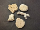 Group Of Fossils W/Brain Coral 5 Pieces Total Beach Aquarium — photo 9