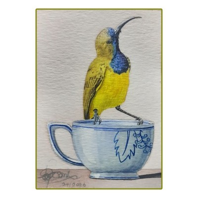 Original ACEO Sonnenvogel auf Teetasse Stillleben #40 Aquarell Gemälde signiert SSJ