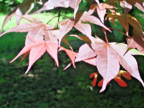 15 RED-LEAF JAPANESE MAPLE SEEDS - Acer palmatum var. atropurpureum - Picture 2 of 6