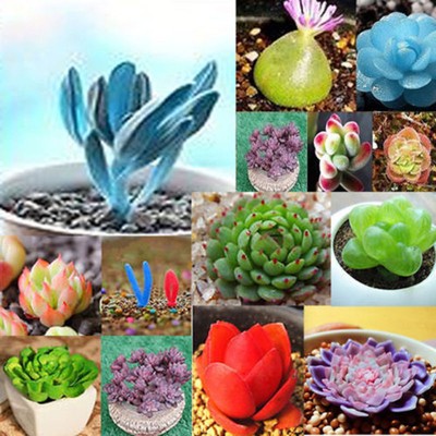 eb stone cactus and succulent mix