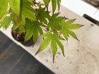 Acer palmatum ‘Emerald Sunset’ Rare Japanese Maple 1 Gallon — photo 3