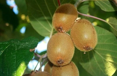 VIVAIO DI CASTELLETTO Kiwi "Actinidia Chinensis" pianta autofertile vaso ø19 cm con canna h 90/100 cm