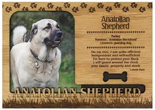 Anatolian Shepherd Engraved Wood Picture Frame Magnet