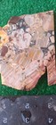 Rough End Cut Dead Camel Jasper 173g. 5/1_" Thick Lapidary Cabbing #A-6 — photo 1