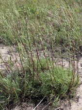 500 AJENJO DE PLAYA Artemisia Campestris…