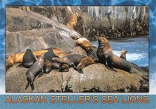Steller's Sea Lions Kenai Fjords Alaska Continental Size Postcard