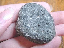 (F-309h) fossil Tortoise turtle leg spur specimen Florida rivers Pleistocene Age