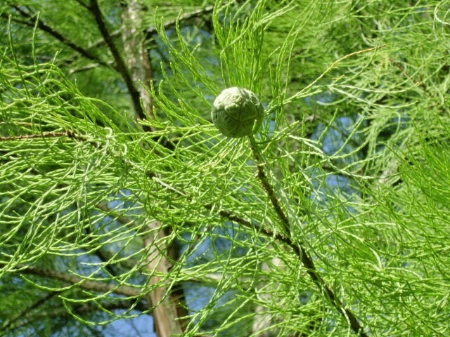 15 NUTANS POND CYPRESS SEEEDS - Taxodium ascendens " nutans " - Image 2 of 4
