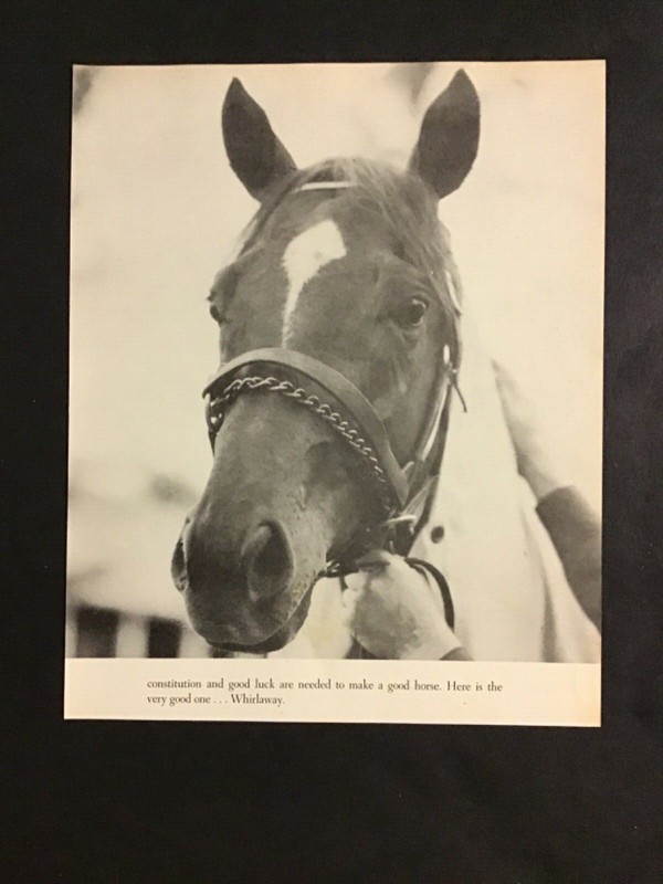 WHIRLAWAY  photo 1941 KENTUCKY DERBY Horse Racing 