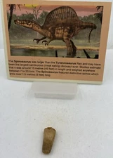 Spinosaurus Teeth Dinosaur F0SSIL Before T Rex Cretaceous J645