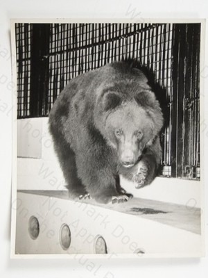 Kodiak Bear Nick Zoo Gehege Käfig 1961 Vintage Foto
