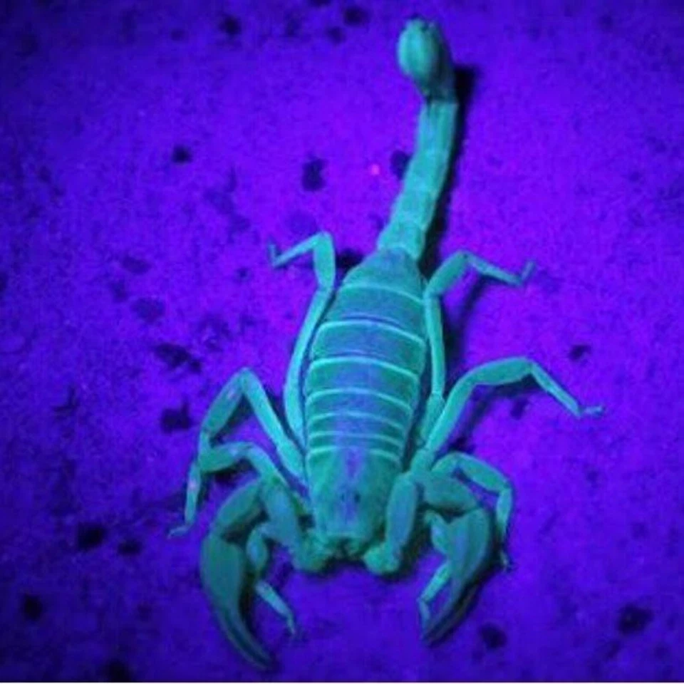 Linterna HQRP Profesional De 76 LED Ultra Violeta Con Gafas De Protección UV - Imagen 4 de 4