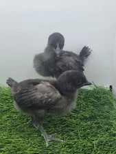 6+ Pure Ayam Cemani chicken fertile hatching eggs - VERY RARE