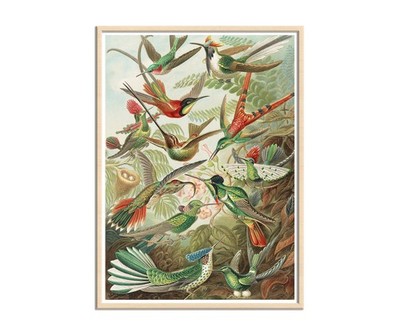 Trochilidae by Ernst Haeckel, Birds Art, Hummingbirds Canvas Print