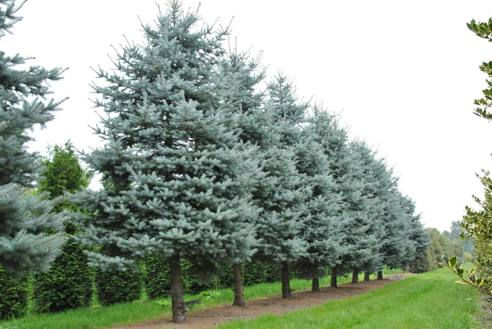 50 Graines Épicéa Bleu Picea Pungens pour Créer un Décor de Noël Naturel dans Votre Jardin