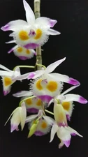 Dendrobium devonianum, Species rare orchids plant ,Fragrant