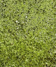 Riccia Fluitans Crystalwort 3in. 3in. square AZ USA GROWN Healthy Floater