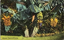 Banana Tree Florida Linen Wob Note 1966 Cancel Pm Postcard