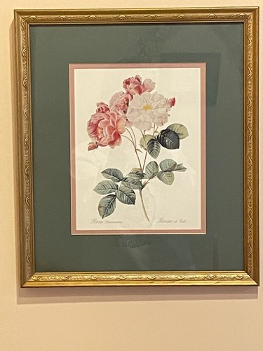 VNTG, KÜNSTLER PIERRE-JOSEPH REDOUTE KUNSTDRUCK ""ROSA DAMASCENA"", ""ROSIER DE CELS - Bild 3 von 6
