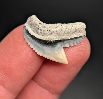 #ad Gorgeous Creamy White Tiger Shark Tooth BV Florida Genuine Quality Fossil $24.75