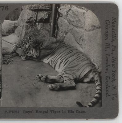 Royal Bengal Tiger in his Cage Keystone Stereoview c1900