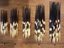 Porcupine Quills x 10 - Various Sizes for  Restoration/Floats/Crafts/Jewellery