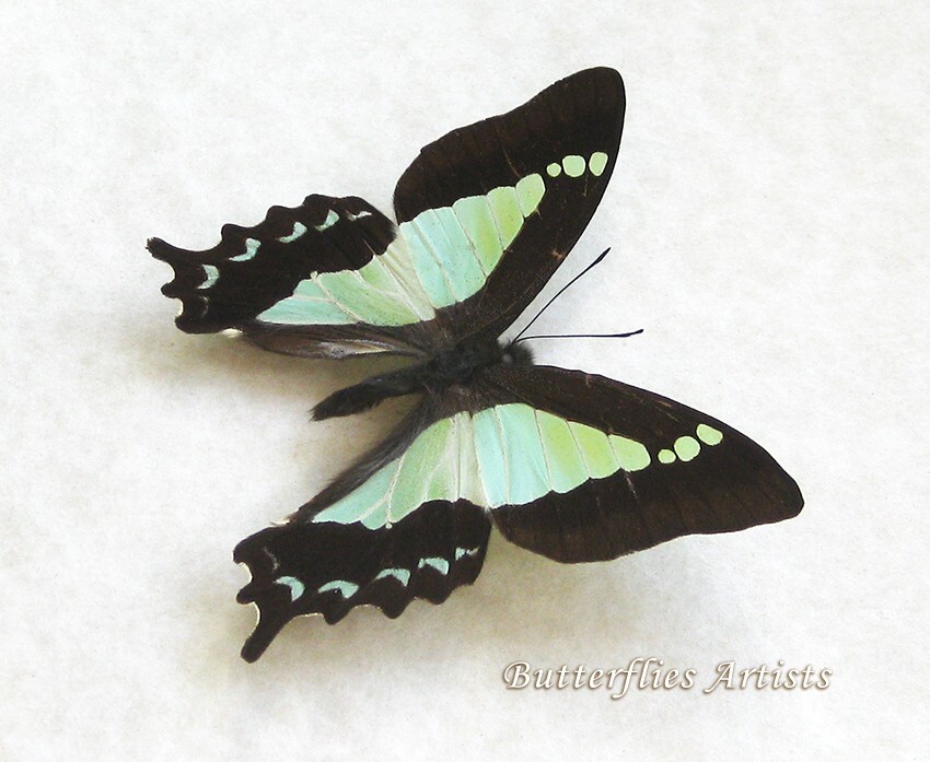 Apo Swallowtail Graphium Sandawanum Rare Butterfly Framed