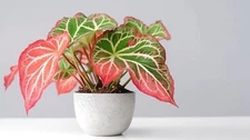 6 Pink Sky Caladium Bulbs for Planting - Perennial Hosta, Elephant Ears, Fancy