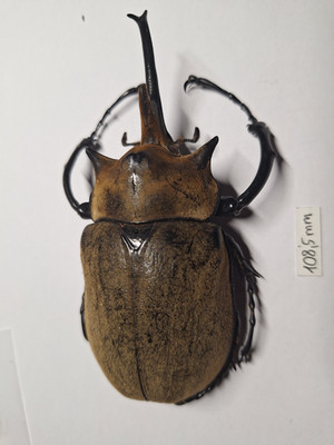 Megasoma elephas 108,5 mm male from Mexico