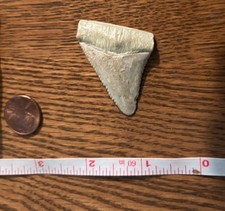 Serrated Fossl  Shark Tooth 