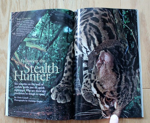 National Geographic noviembre 2005 Longevidad; Acadia; Nepal; Ocelotes; Cartas de guerra - Imagen 7 de 11