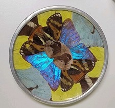 Vintage Butterfly Wings Decorative Plate Wall...