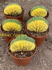 7-8cm Cactus  Plants T.P Cristata Variegated cereus pachanoi crested variegated