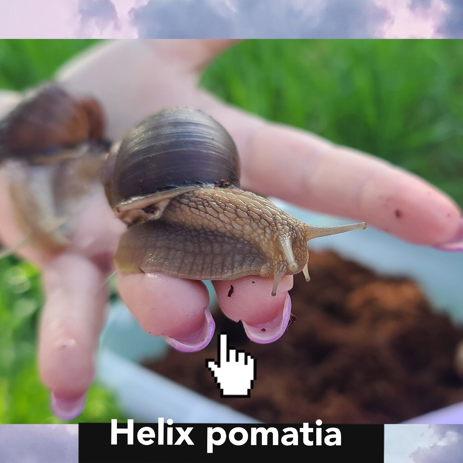 Land Snails- 6 Helix pomatia 