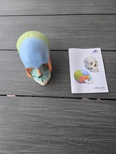 Anatomischer Sch&auml;del 22 teilg, Typ A291,