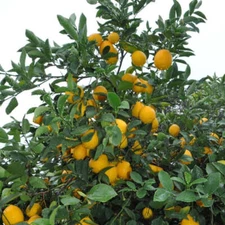 Citrus meyeri MEYER SWEET LEMON Sweet Lemon Tree SEEDS!