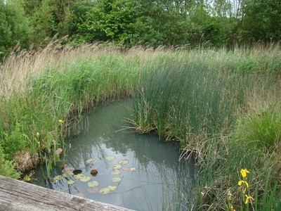 Foto A3 Blick auf einen Teich auf der Südseite des London Wetland Centre B c2013