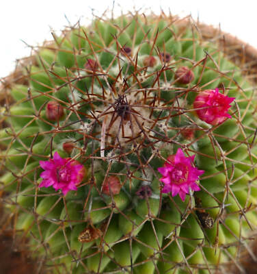 Mammillaria polythele (Guanajuato, Mexico) - | eBay