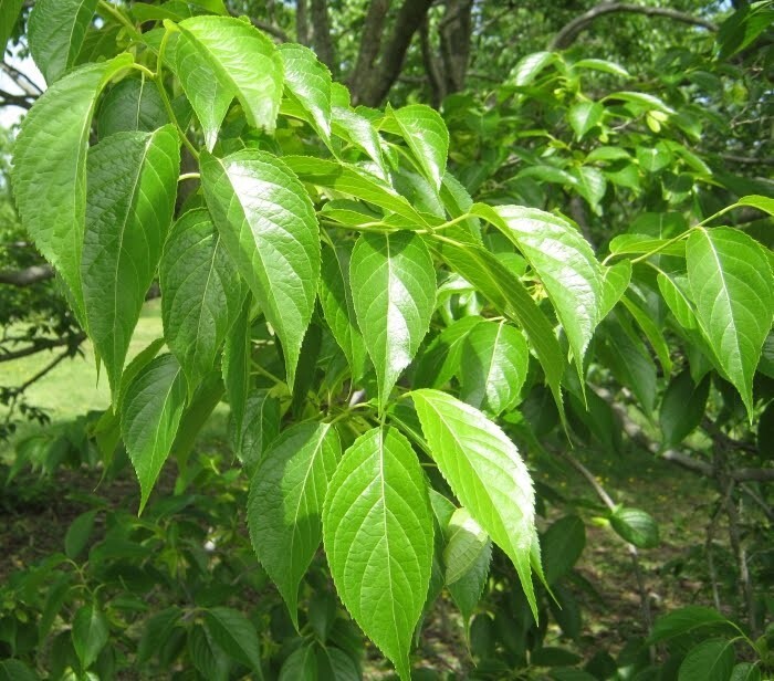 Eucommia Ulmoides 100 Seeds, Cold Hardy Medicinal Ornamental Rubber Tree |  eBay