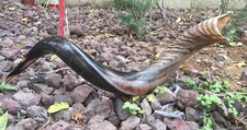 Yemenite Kudu Horn Jewish Shofar Half Polished Natual 40 - 42 Inch XXL