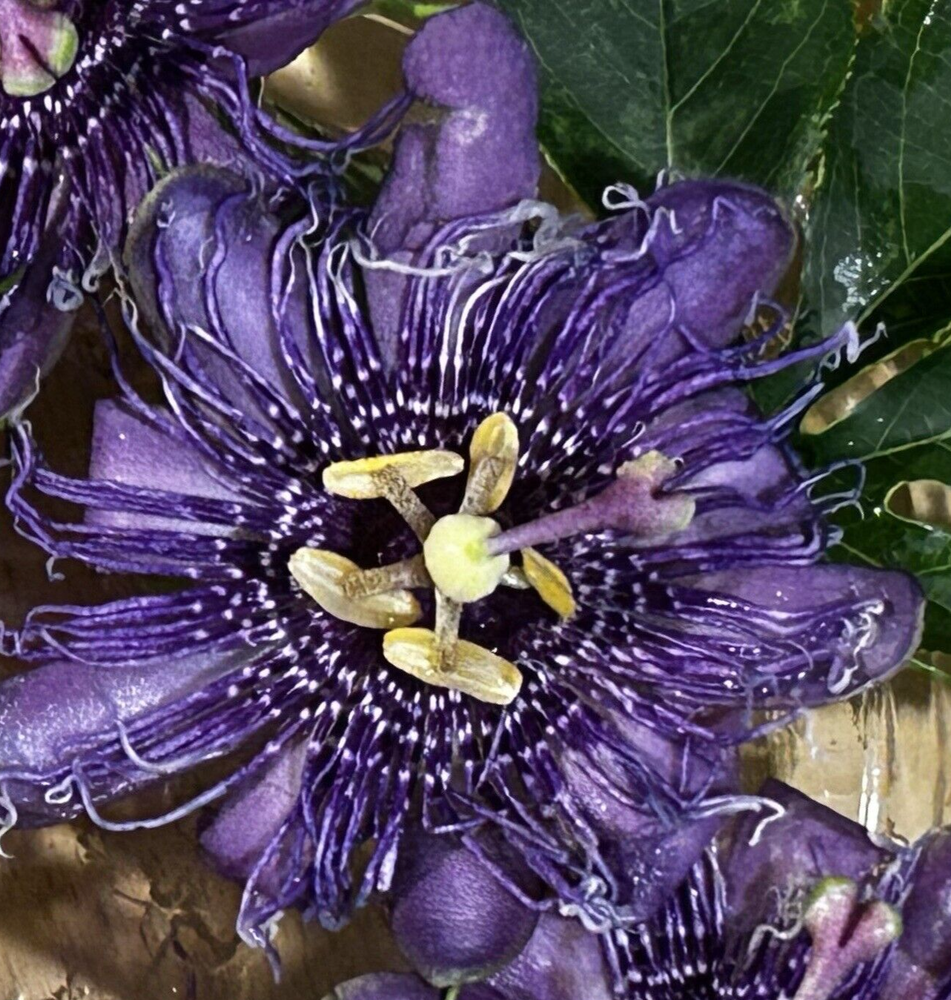 Organic Dried Purple Passionflower Blooms Herbal Remedies Beauty 28 G