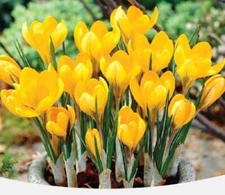 20 SEEDS Sun Yellow CROCUS fragrant flower exotic bush garden plant USA Seller