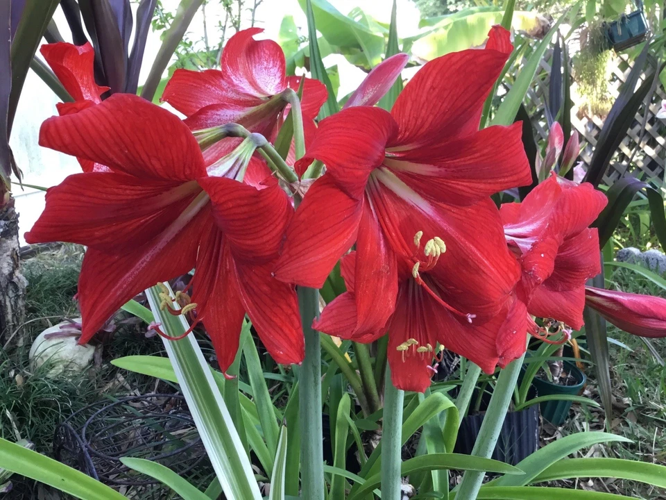 AMARYLLIS —- Mixed Colors --- 75 Fresh Seeds --- Free shipping in USA - Image 2 of 4