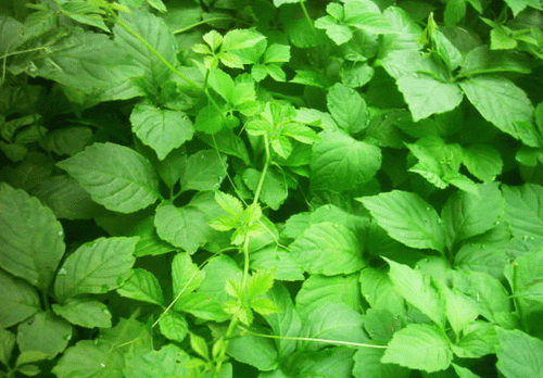 12X Organic Tea Jiaogulan Dried Thailand Herbs 100% Pentaphyllum Gynostemma 100g - Picture 7 of 9