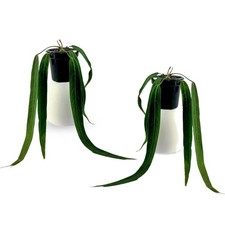 Anthurium Pallidiflorum (Pack of 2) Live Indoor Green Rare House