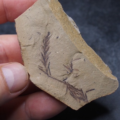 Sequoia leaves Fossil Plant Metasequoia sp. 50 - Picture 7 of 8