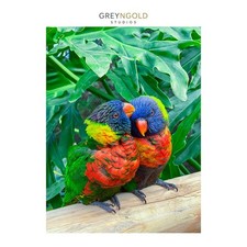 Two Rainbow Lorikeets, Birds Poster Wall Art Print pick size A4/A3/A2/90x60cm