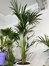 Kentia Palm (Howea Forsteriana) – 160cm Tall – 24cm Pot | Elegant Indoor Plant