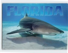Postcard Lemon Shark (Negaprion Brevirostris) Florida USA